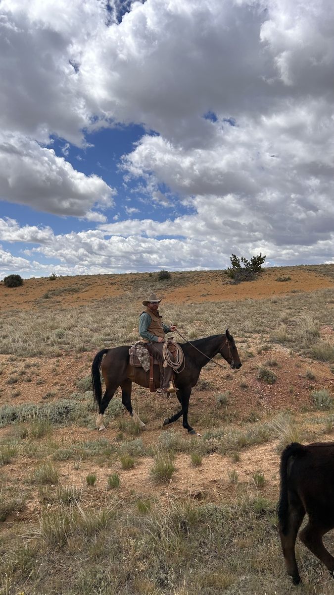 Ranch/Rope horse