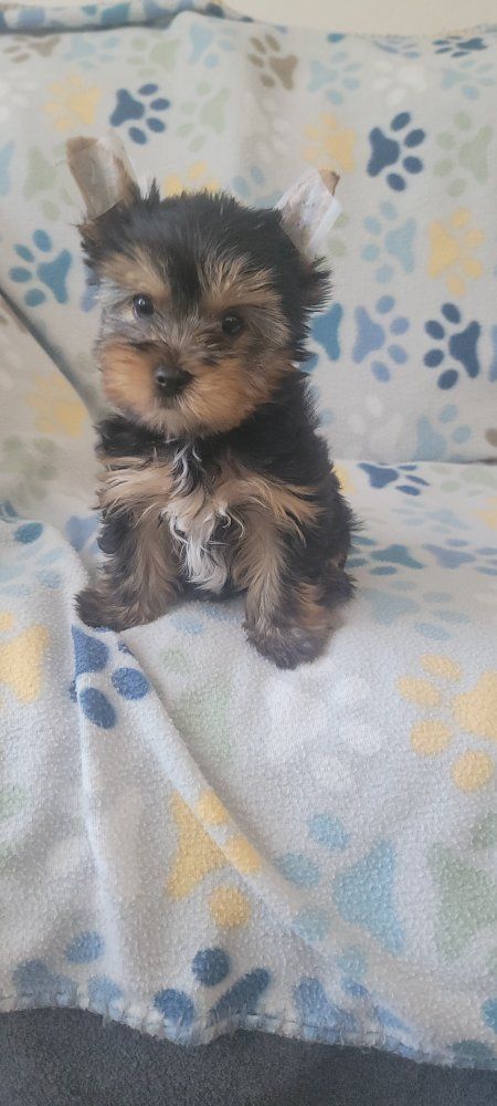 sweet little Yorkies (akc yorkie)