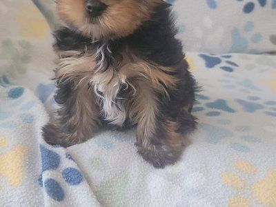 sweet little Yorkies (akc yorkie)