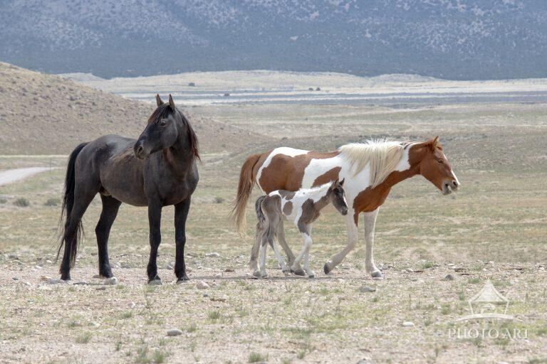 Out For a Stroll– Wild Onaqui Horses