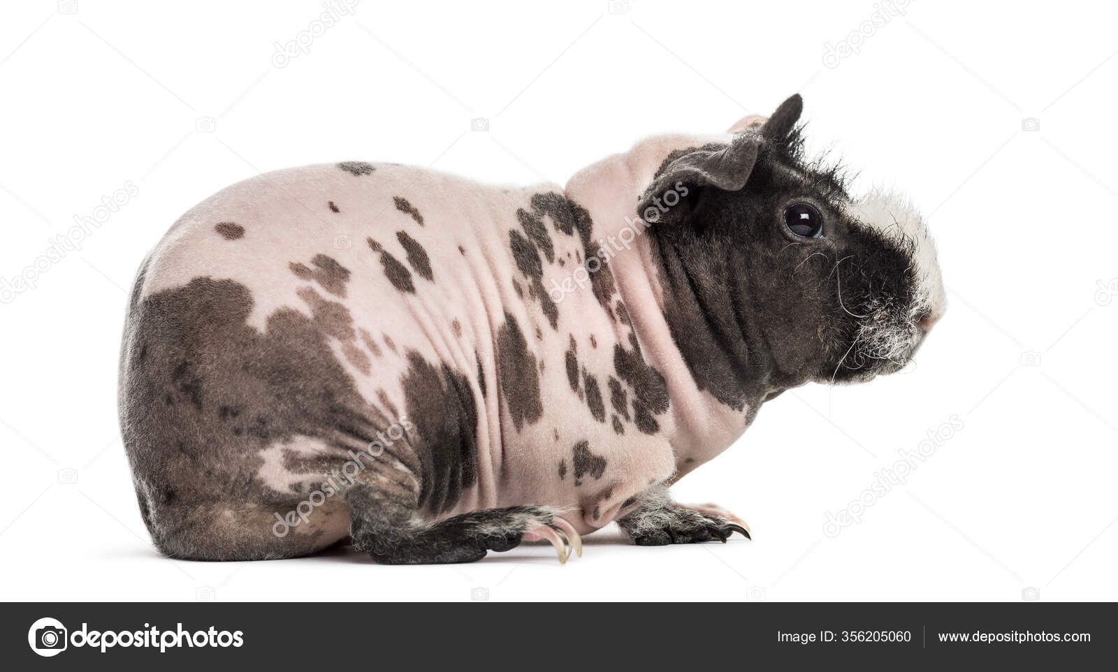 ISO Pink Dalmatian Skinny Sow