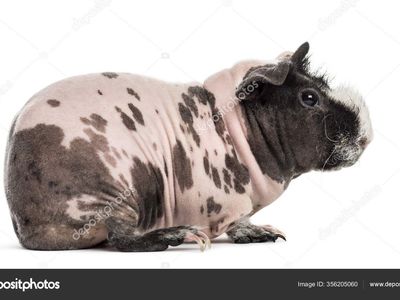 ISO Pink Dalmatian Skinny Sow