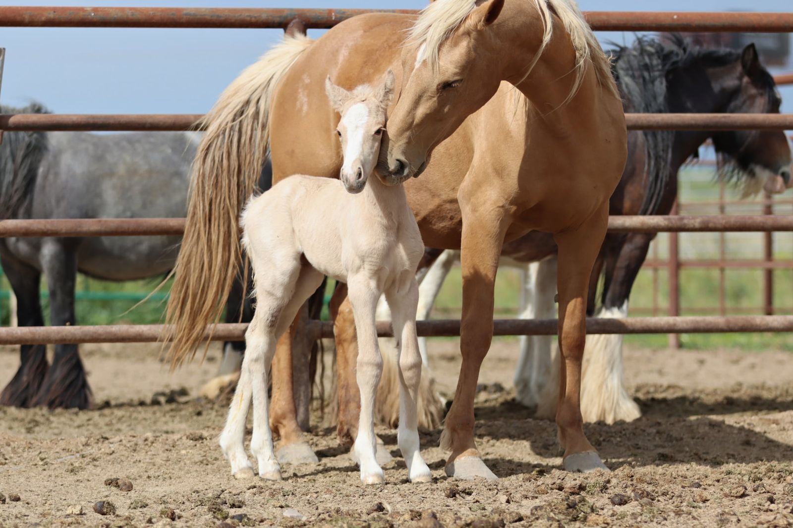 Gypsy x Oldenburg-Gypsy Sport Horse