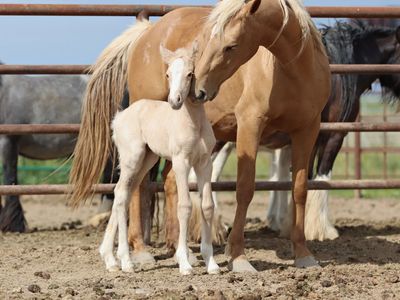 Gypsy x Oldenburg-Gypsy Sport Horse