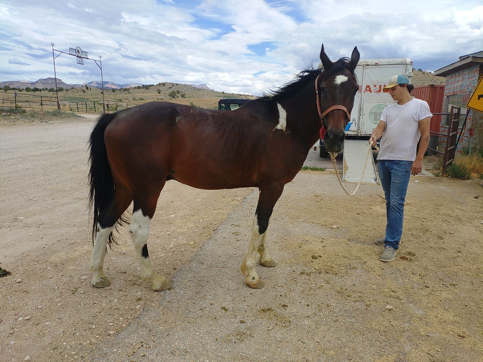 Horses