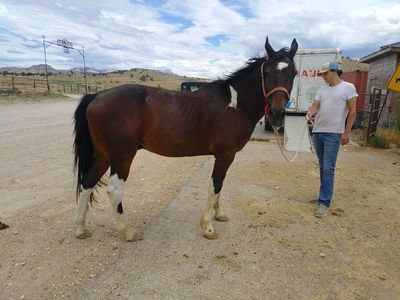 Horses