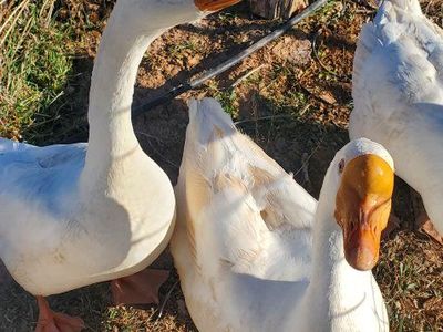 Chinese Geese