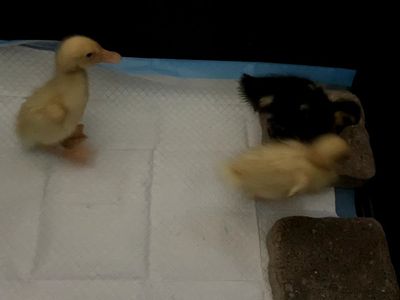 ducklings