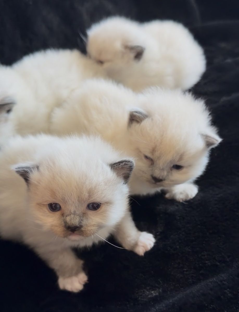 Purebred Ragdoll Kittens