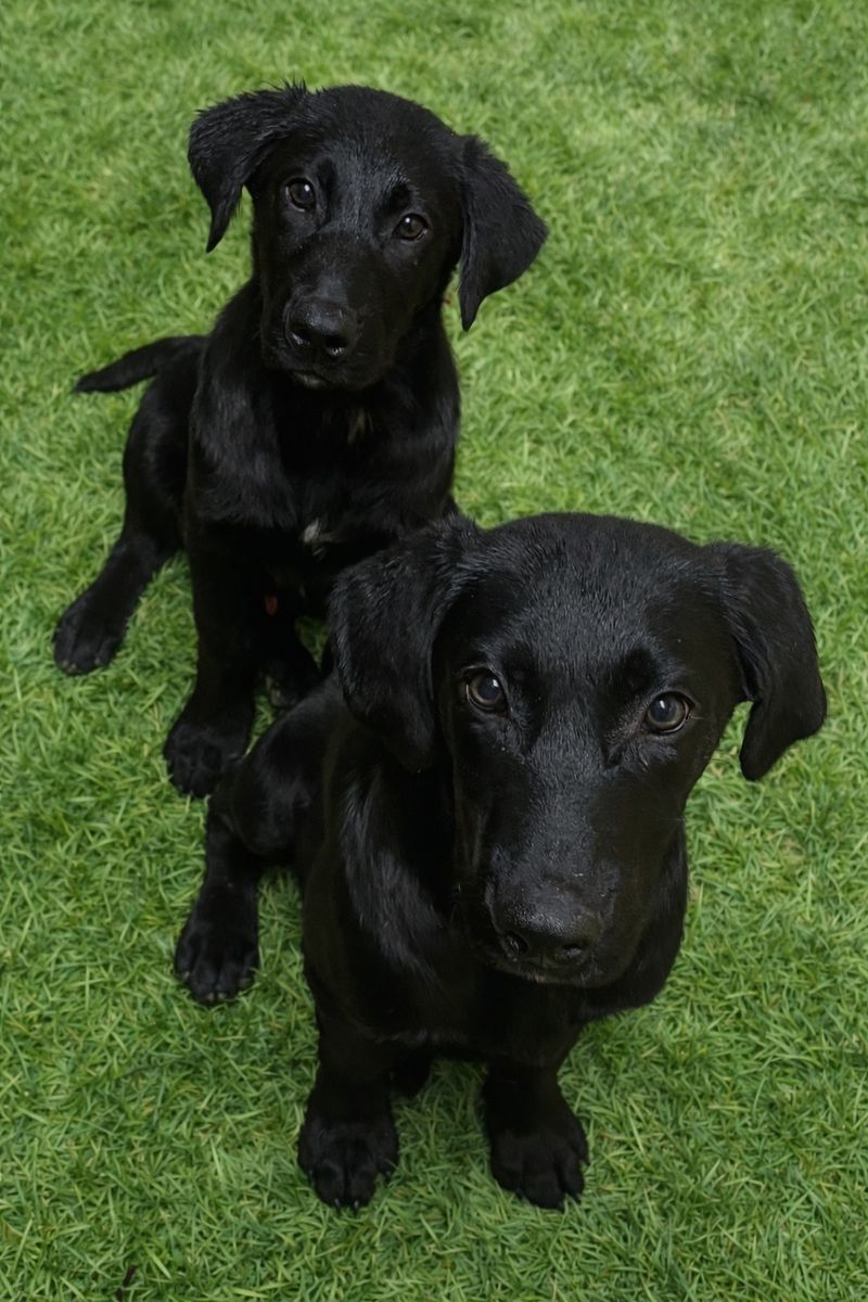 Puppies/ and a few older dogs ranging from 2-5yrs.