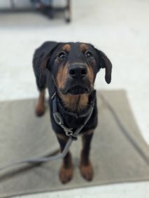 A163832 Raven, Available for Adoption