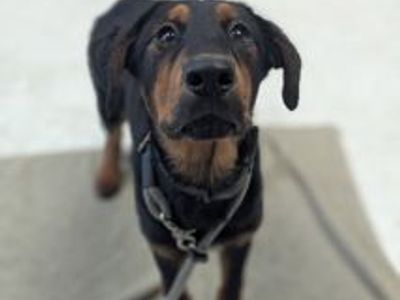 A163832 Raven, Available for Adoption