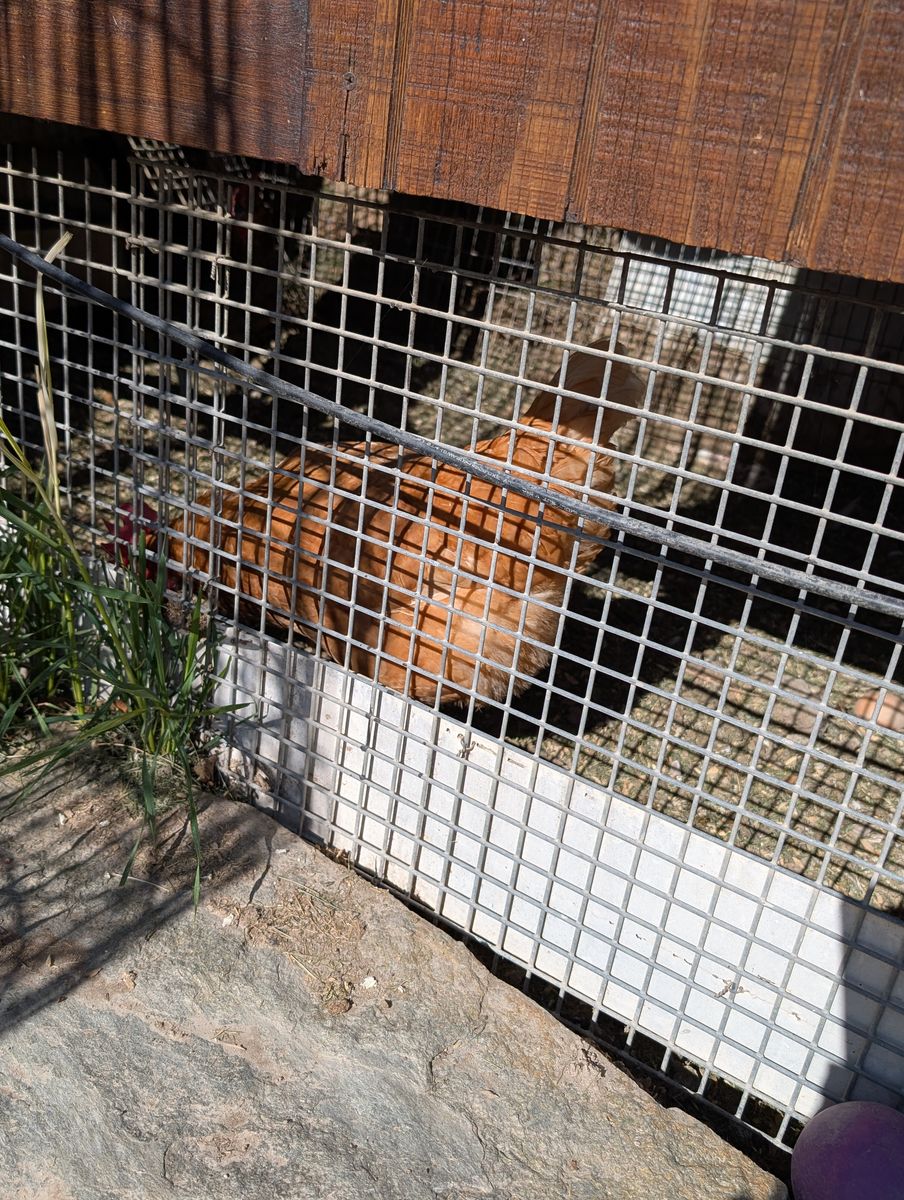2 Chickens for free