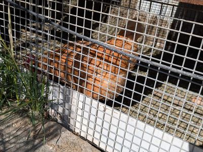 2 Chickens for free