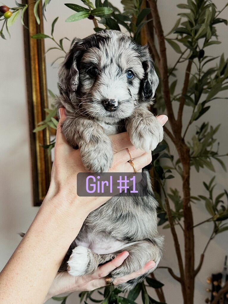 Sheepadoodle Puppies