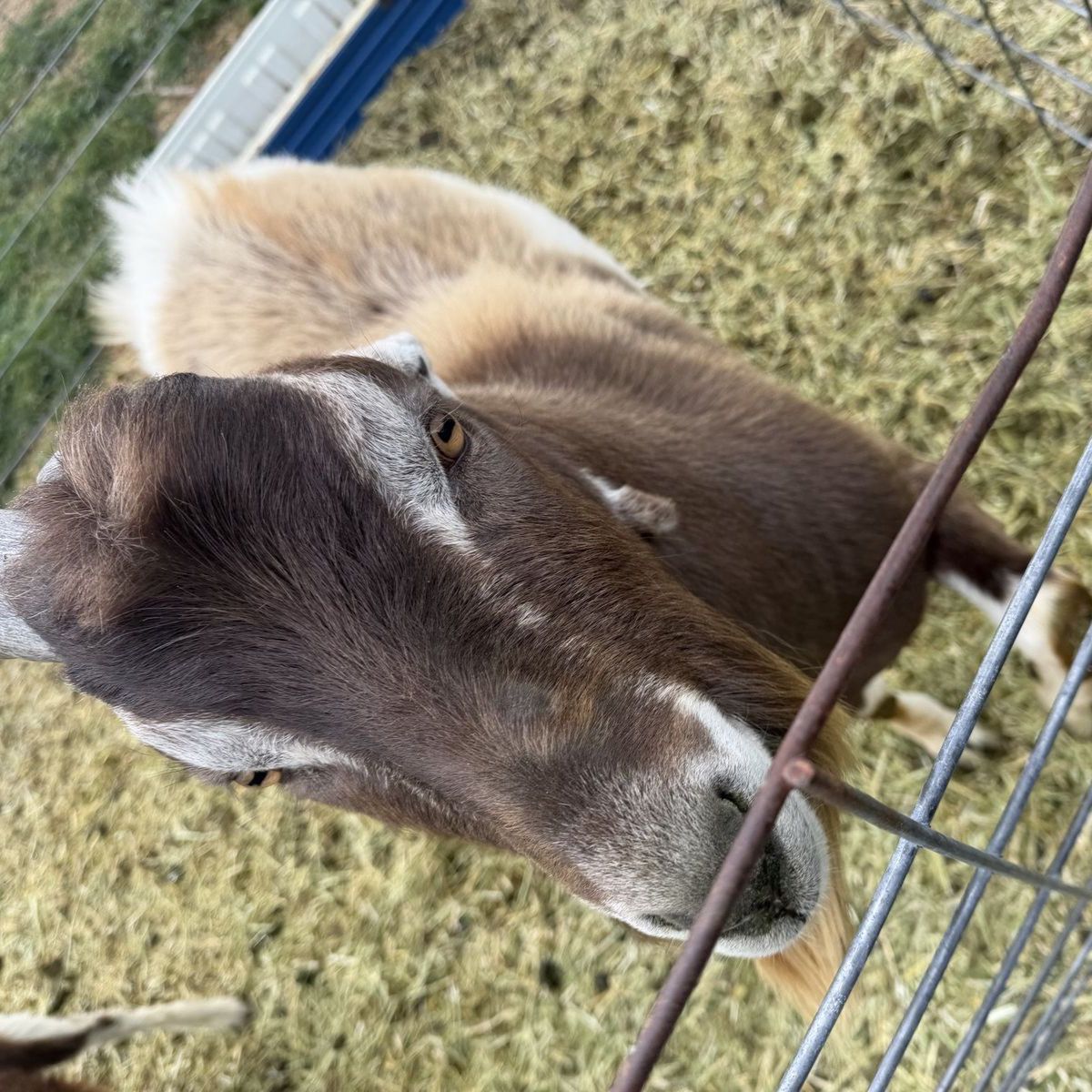 Adga registered Lamancha buck 2 years old