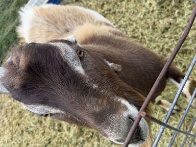 Adga registered Lamancha buck 2 years old