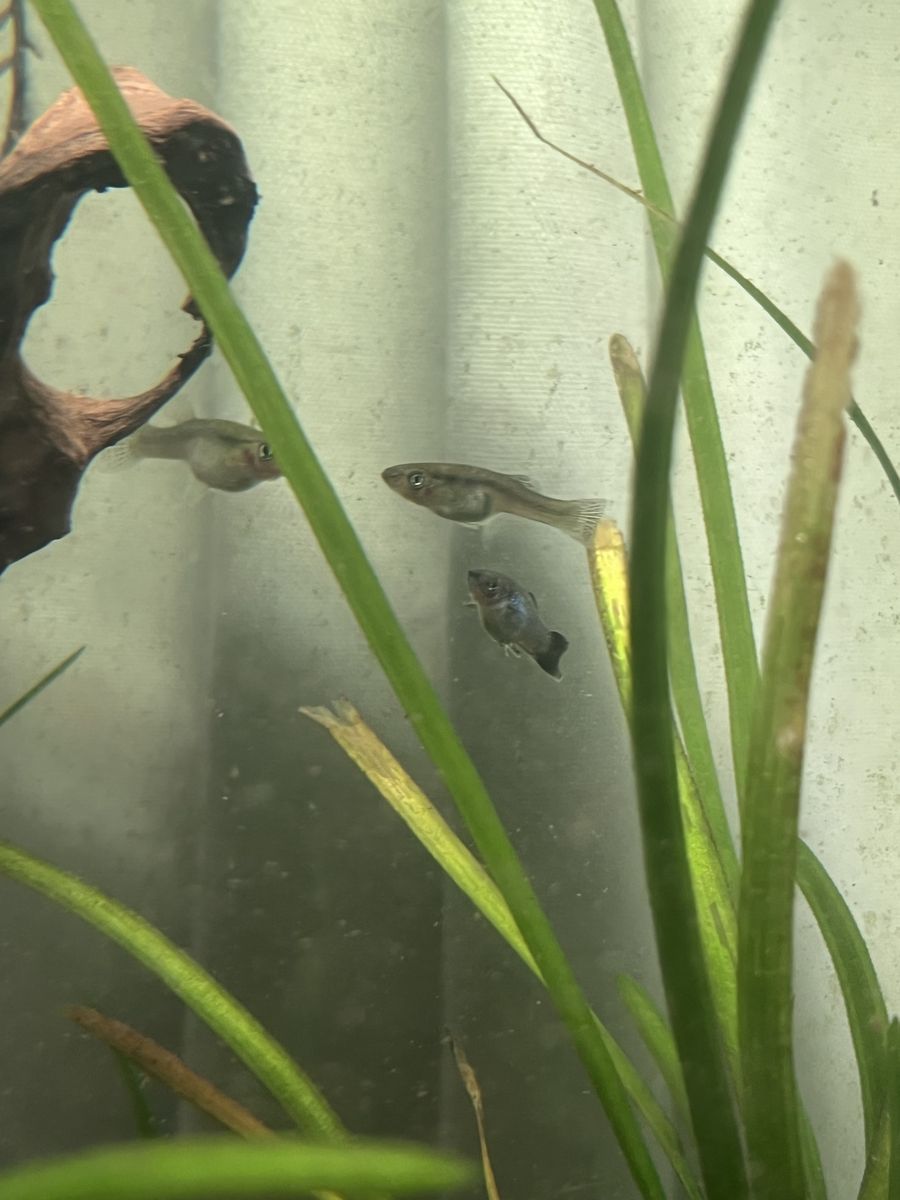 Free Fish *read description*