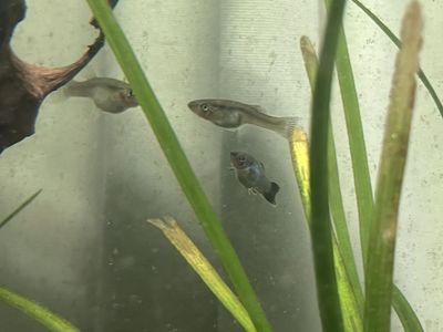 Free Fish *read description*