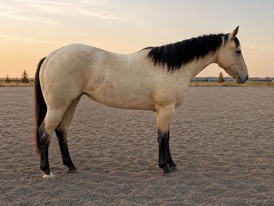 Buckskin Filly