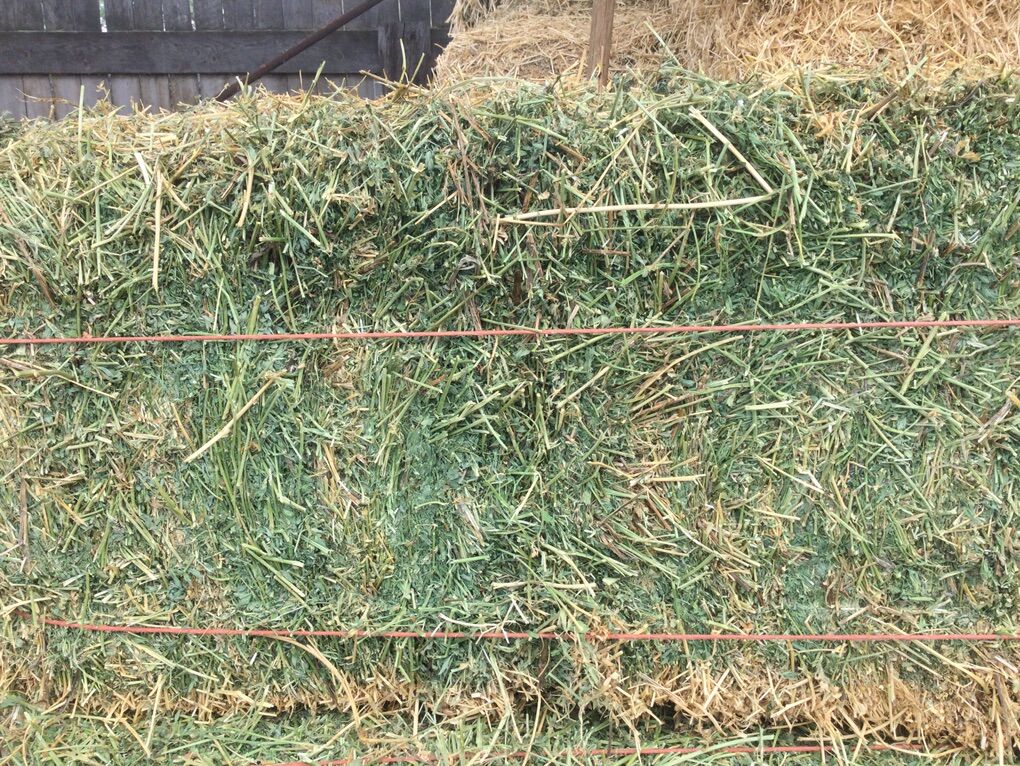 Excelent Alfalfa small Bales