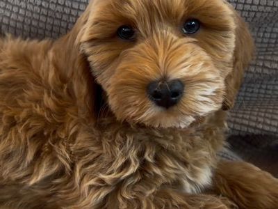 SALE!!!! Super Reduced Price Mini Goldendoodle