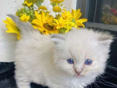 STUNNING SWEET Ragdoll kittens--STAY TiNY--(SO AFFECTIONATE), Do tricks--Puppy/Doglike! Shed less and less allergenic!