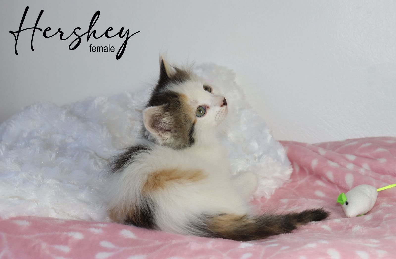 Adorable Long and Short Haired Kittens - Calico, Caliby, Bicolors & More!