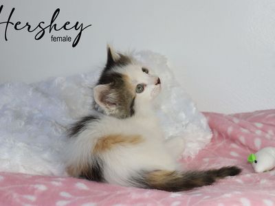 Adorable Long and Short Haired Kittens - Calico, Caliby, Bicolors & More!