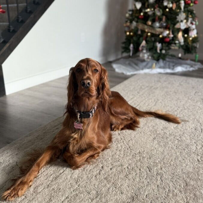 Irish Setter Puppies Due 03/10 - Taking Deposits