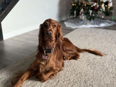 Irish Setter Puppies Due 03/10 - Taking Deposits