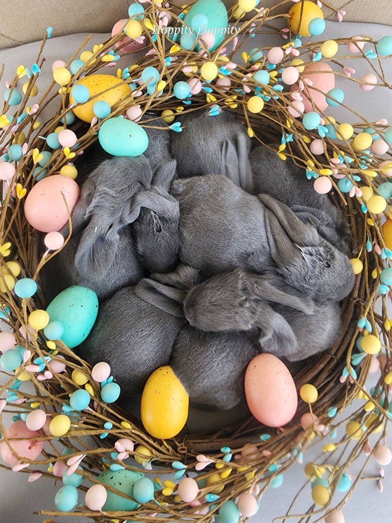 8 Purebred Blue English Lops