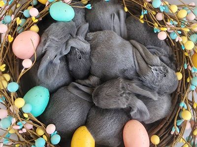 8 Purebred Blue English Lops