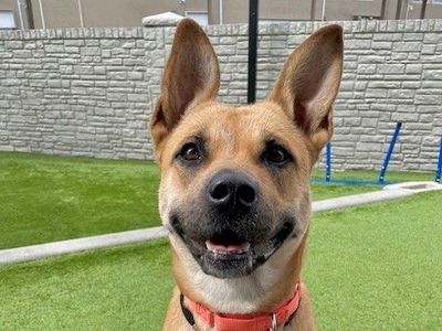 A160444 Persephone is Available for Adoption!