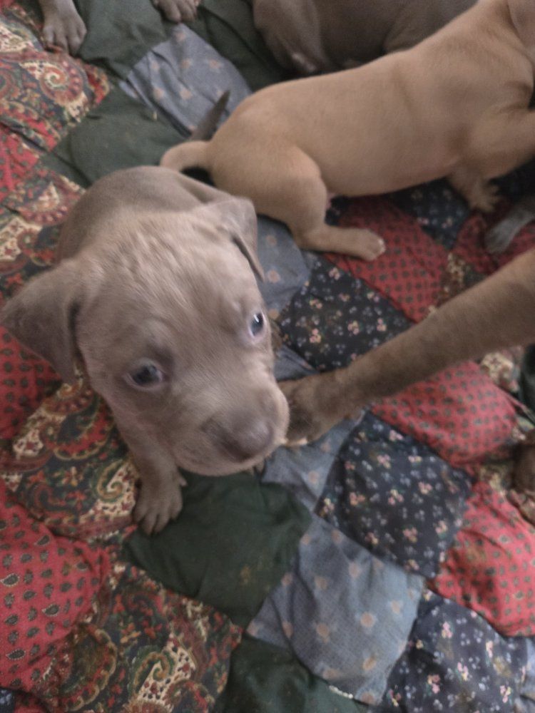 Adorable Blue Nose Puppies Looking for Loving Homes.