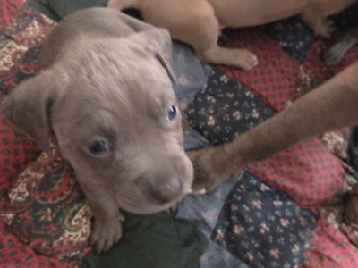 Adorable Blue Nose Puppies Looking for Loving Homes.