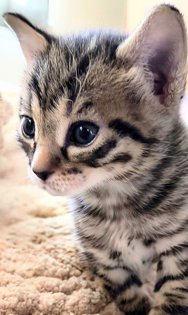 Female Bengal/Russian blue kitten 1 of 4