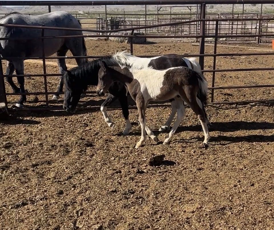 Paint half pony horse colt.