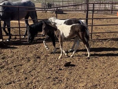 Paint half pony horse colt.
