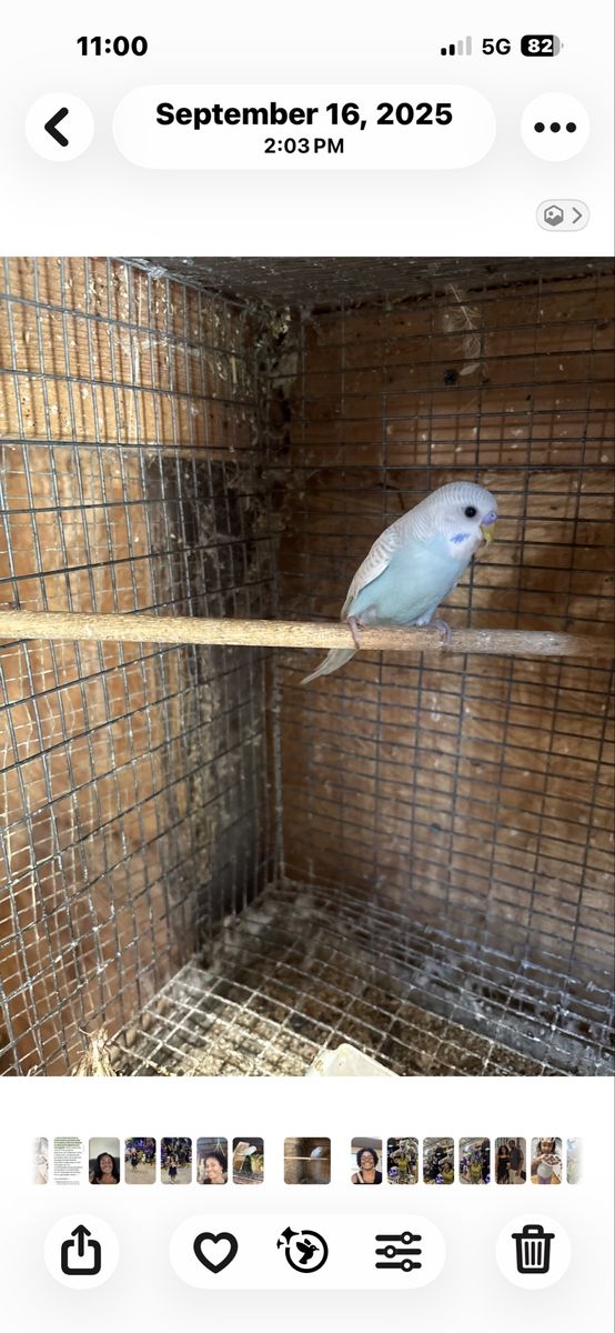 2 Baby parakeets for sale $25.00 Each