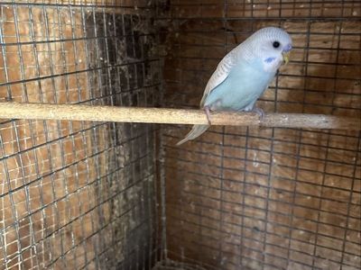 2 Baby parakeets for sale $25.00 Each