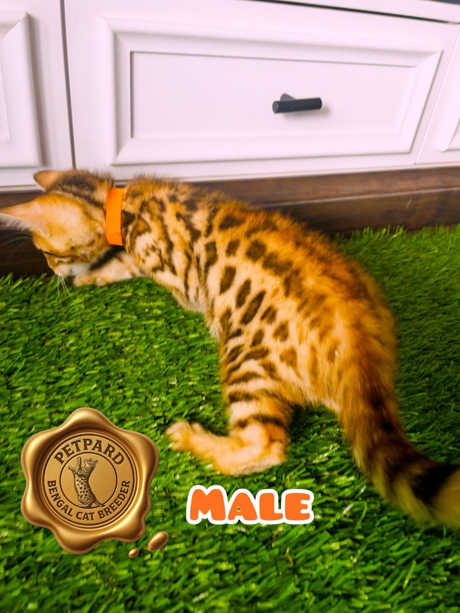 Bengal kitten  Tica Registered is ready to go new home