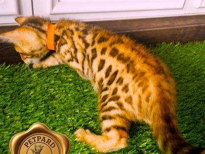 Bengal kitten Tica Registered is ready to go new home