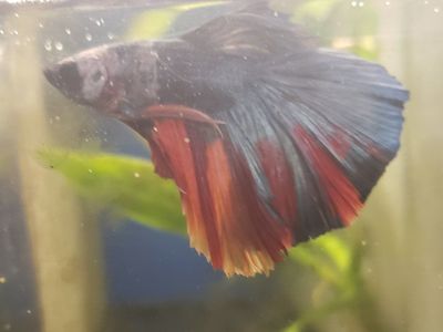 Healthy import Male Betta Fish - Red and Blue Tail