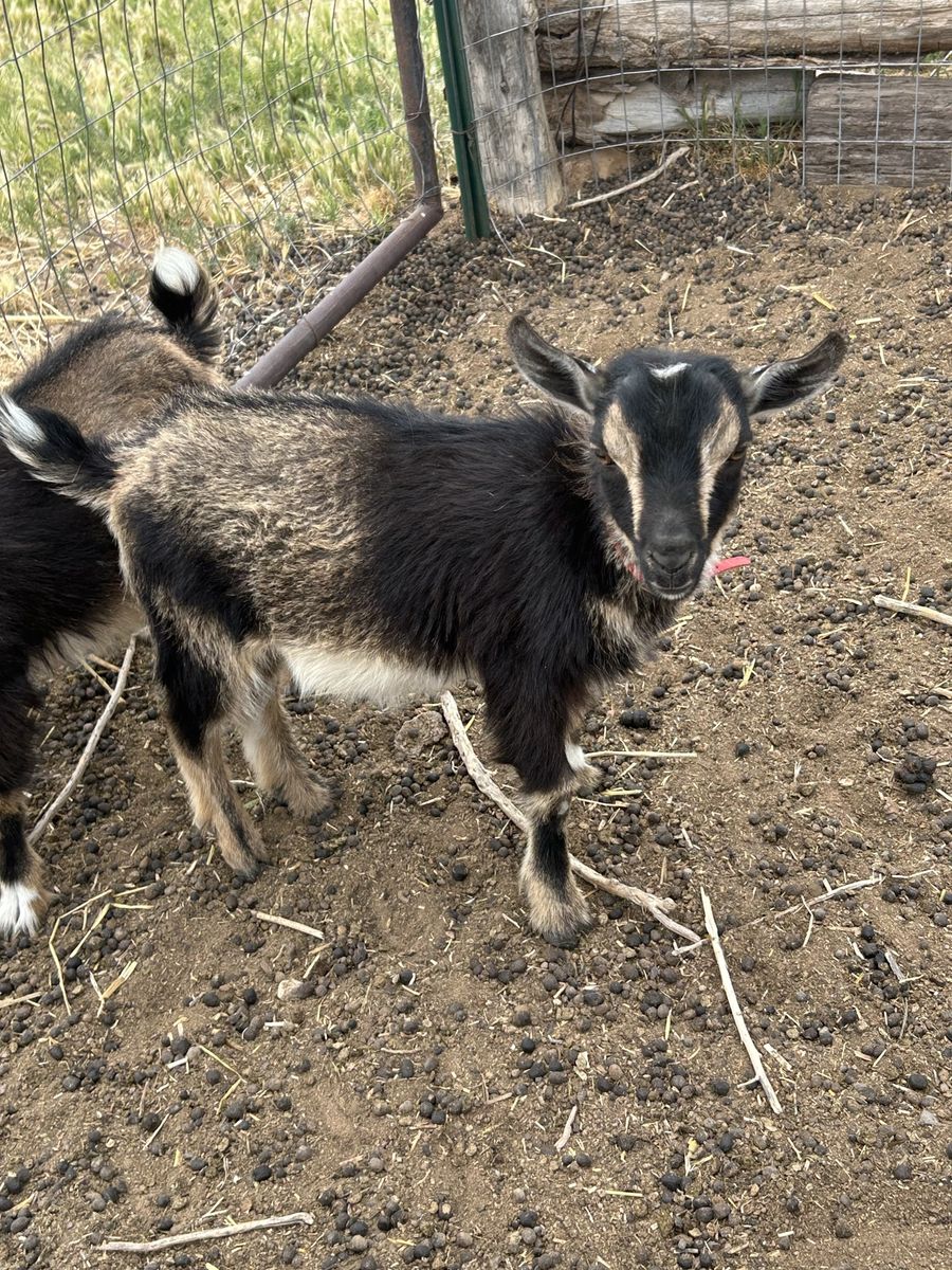 Male miniature Nigerian goat
