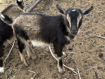 Male miniature Nigerian goat