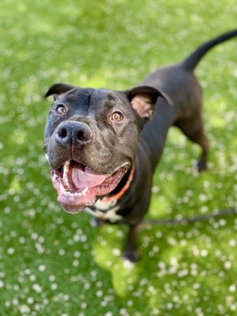 A161240 Toga is Available for Adoption!