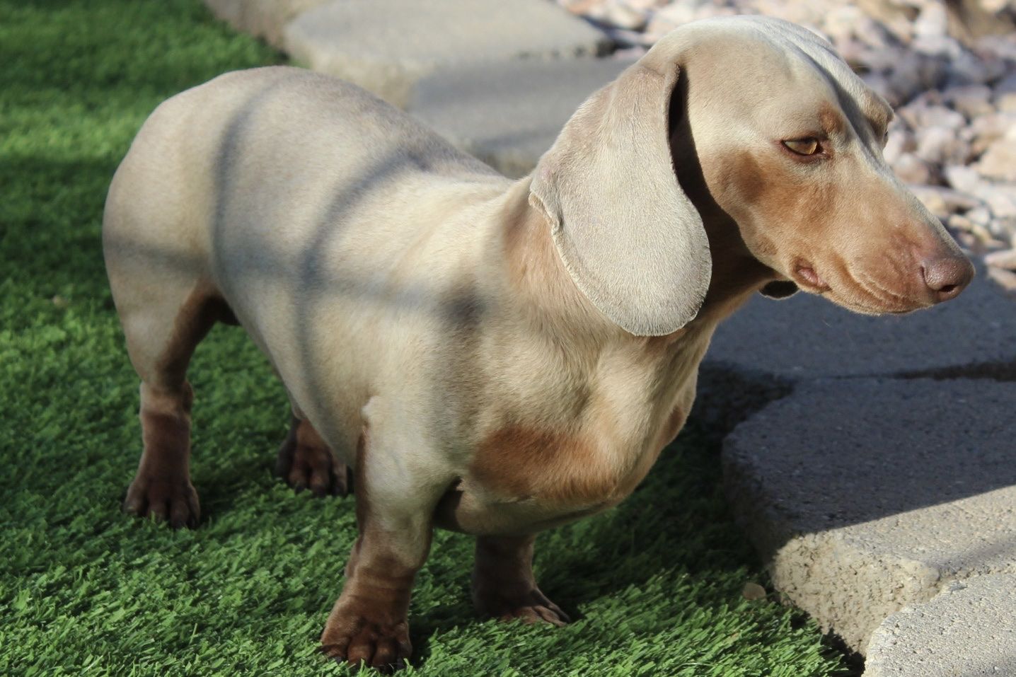 Quality AKC Mini Dachshund Studs for service