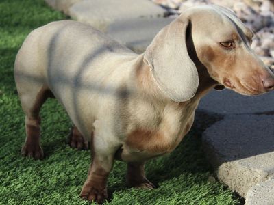 Quality AKC Mini Dachshund Studs for service
