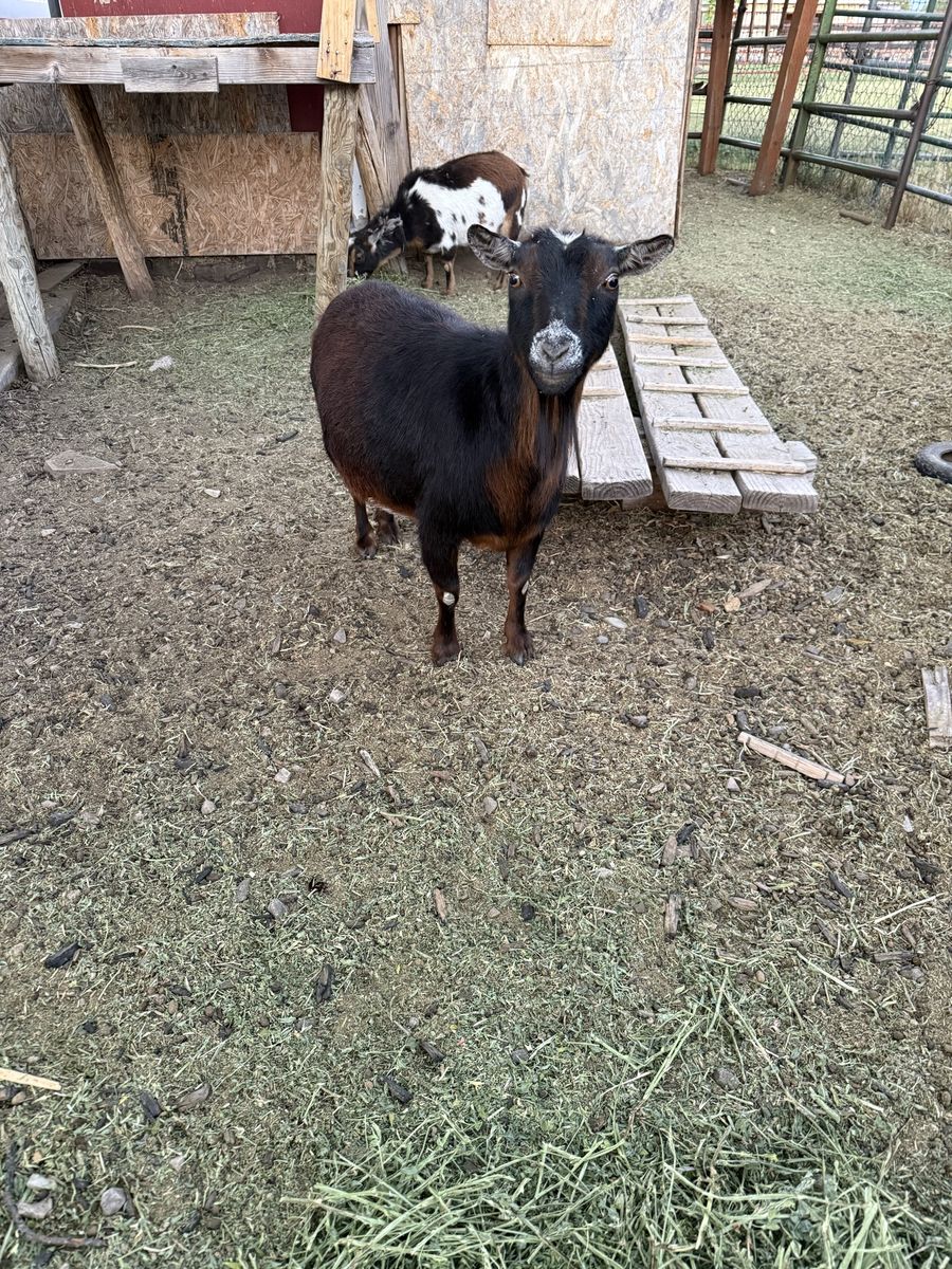 Female goat